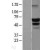 Western Blot: Beclin 1 Lysate [NBL1-07966] - Western Blot experiments. 
Left-Control; Right -Over-expression Lysate for BECN1
